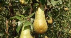Ortofrutta: 5 miliardi di export nel 2017