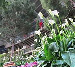 Flora Trade a Rimini in contemporanea a Macfrut