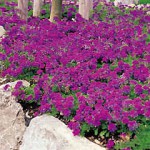 Dal 23 a 25 settembre a Rimini il Flora Trade Show