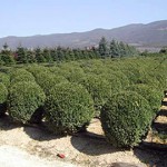 Italia-Turchia: Coldiretti, bene intesa fitosanitaria