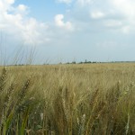 Prezzi: Ismea, sale tensione mercati internazionali grano duro