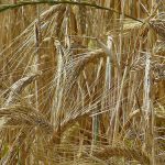 Tavolo filiera cereali: Confagri; bene, ma servono investimenti più cospicui e mirati