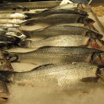 Pesce a tavola per combattere il freddo e chili in più dopo Feste