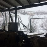 Terremoto: Coldiretti, pronte solo 77 stalle su 635 previste. -30% la produzione di latte