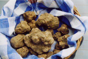 tartufo-bianco