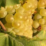 Vino: Ue superpotenza enologica nel mondo, quota di mercato al 70%