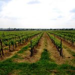 FIVI al Vinitaly: sette proposte contro la burocrazia