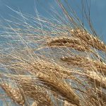 Domani a Finale Emilia giornata dimostrativa CAE sui cereali