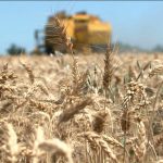 Grano: in E-R 30 mila aziende a rischio