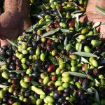 Olio: Ismea, produzione crollata del 62% in campagna 2016/2017