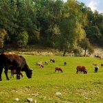 Cia Reggio Emilia, bene l'indicazione prodotto di montagna