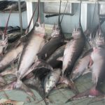 Pesca: Alleanza Coop,con quote spada Ue Italia rischia -500t