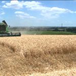 Nel Ferrarese i cereali resistono, nonostante i prezzi. Grano -10%, stabili sorgo e mais