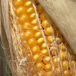 Ogm: Corte Ue, stop solo se accertati rischi salute