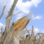 Cereali: bilancio positivo per CESAC