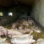 Suini: allevatori disertano il mercato di Modena per bloccare le quotazioni