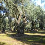 Olio d'oliva: conferme e sorprese nelle previsioni del COI