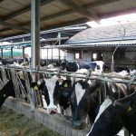 Asta delle bovine del Parmigiano Reggiano. Araer, un'esigenza degli allevatori