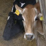2 dicembre a Parma prima Asta bovine del Parmigiano Reggiano