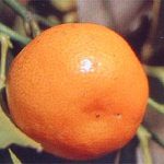 Confagri, clementine sottocosto è economicamente scorretto