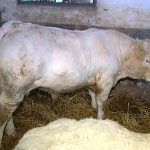 Via libera Cina a carne bovina: Confagri, riconosciuta qualità e salubrità