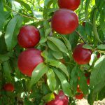 Ortofrutta: Vernocchi, catasto e export siano priorità del tavolo nazionale