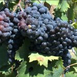 Vino: per quantità, la peggior annata di sempre in Toscana. Meno 40%