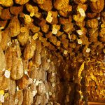 Ismea-Qualivita, Dop e Igp in Emilia-Romagna valgono quasi 2,9 miliardi di euro