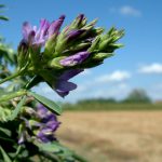 ER: 48 milioni e 10 bandi per l'agro-ambiente e il biologico