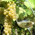 Vino: vola l'export Veneto con la novità del bio