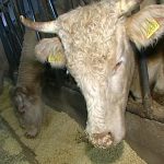 Allevamento bovino: -40 % di fieno ma il settore è in buona salute