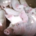 A Fico la Giornata della suinicoltura sul benessere animale