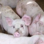 Dopo quasi 20 anni la Cina apre le porte alla carne fresca suina italiana