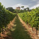 ER: più risorse per sostenere gli investimenti nel settore vitivinicolo