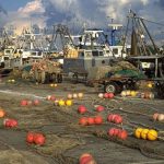 Settore pesca in Veneto: un decennio “in gondola”
