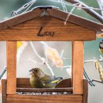 Freddo e neve: mangiatoie sui balconi per aiutare cince e fringuelli a sopravvivere