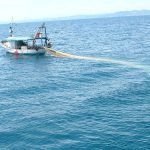 Acciughe e Sardine: in Adriatico la situazione è grave
