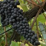 A Con i piedi per terra: macchine, viticoltura e nuovi vertici CIA Emilia Romagna