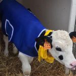 Maltempo: cappotti ai vitelli e torce anti gelo nei vigneti