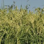 Riso: produzione a rischio per importazioni a dazio zero