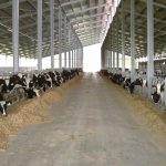 3 marzo torna a Parma l'Asta delle bovine del Parmigiano