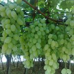 Ortofrutta: verso il record dell’export  e del saldo attivo