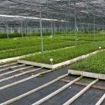 Quasi 6 miliardi di euro per l'agroalimentare veneto. I dati presentati a Fieragricola