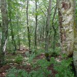 In Emilia Romagna crescono le foreste: +37% dagli anni cinquanta