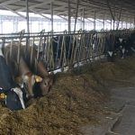 Asta bovine Parmigiano Reggiano: l'eccellenza genetica ha fatto l’en plein