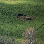 Danni da fauna selvatica: Emilia Romagna, approvato risarcimento 100%