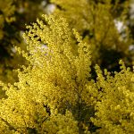 L'eredità del gelo: poche mimose per l'8 marzo