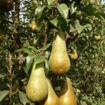Ortofrutta: 5 miliardi di export nel 2017