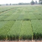 A Bonifiche Ferraresi tutte le novità stagionali sul frumento con le prove in campo del  Consorzio Agrario dell’Emilia