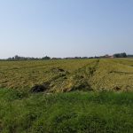 Maltempo: grandine e nubifragi su frutta e cereali in Emilia-Romagna